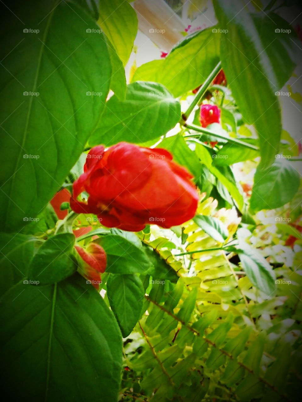 Vibrant Shrimp Plant Bud