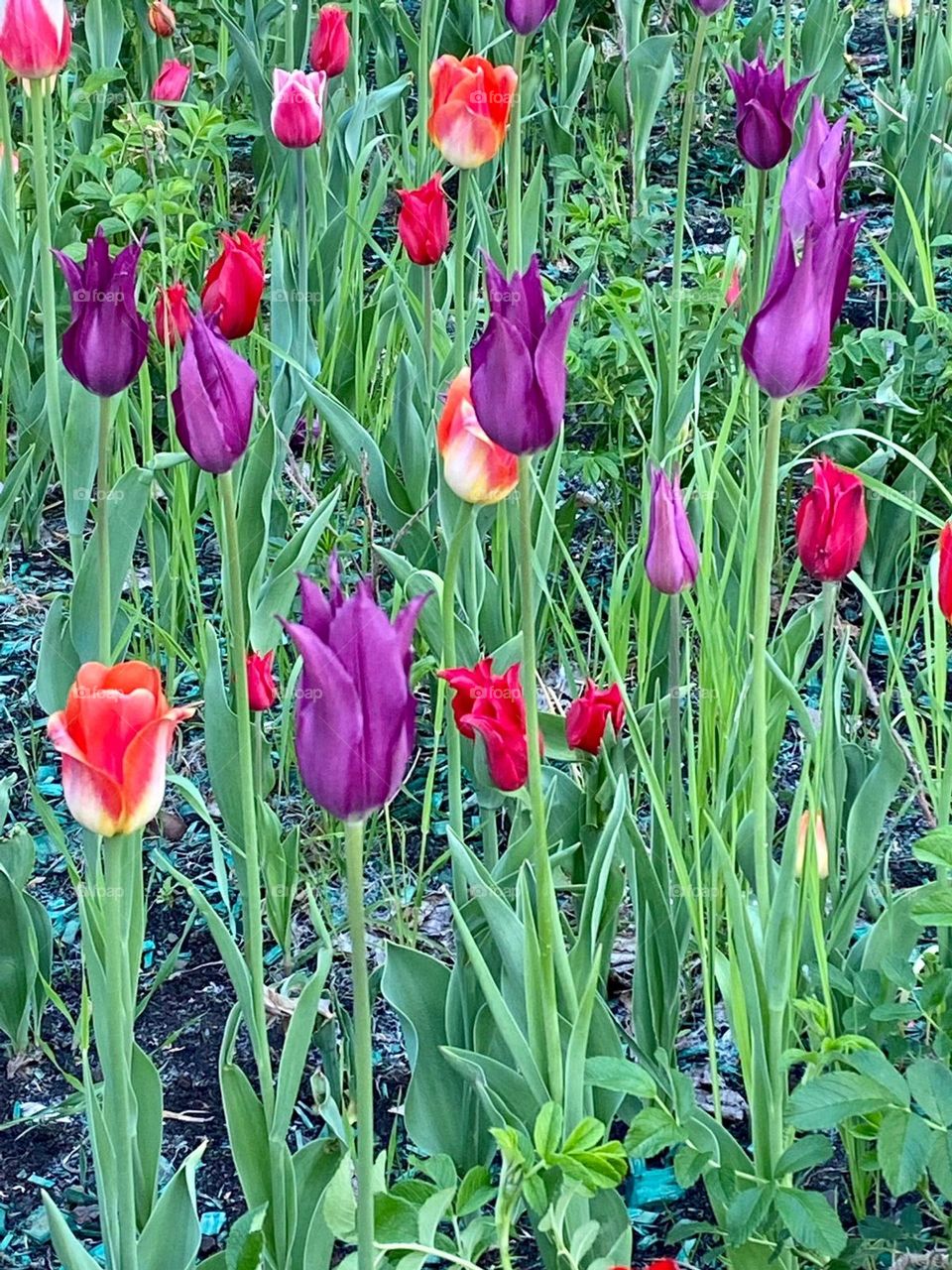 bright tulips grow in the park on a sunny day