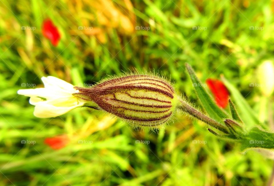 Macro shots