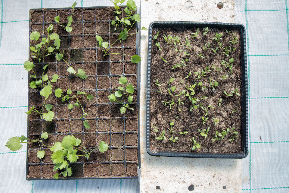 Plants in pots