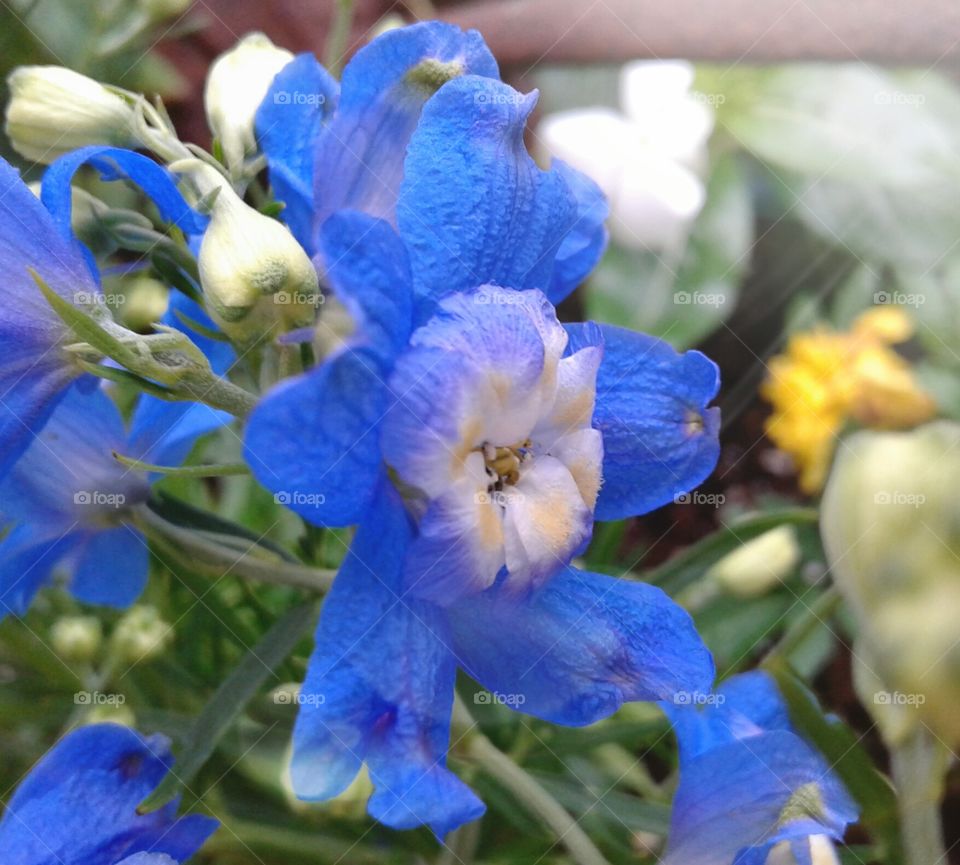 Nature, Flower, Flora, Garden, Summer