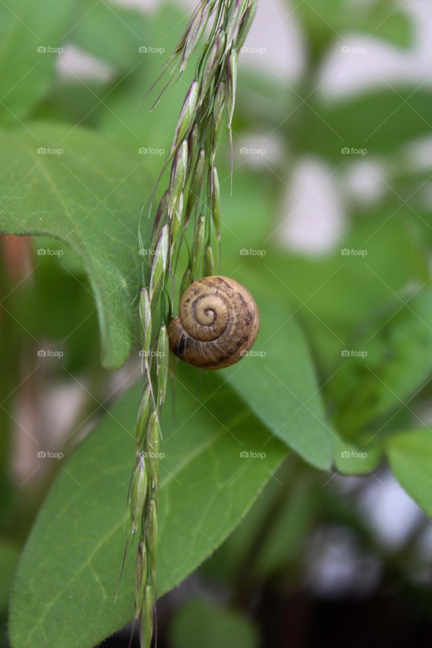 snail