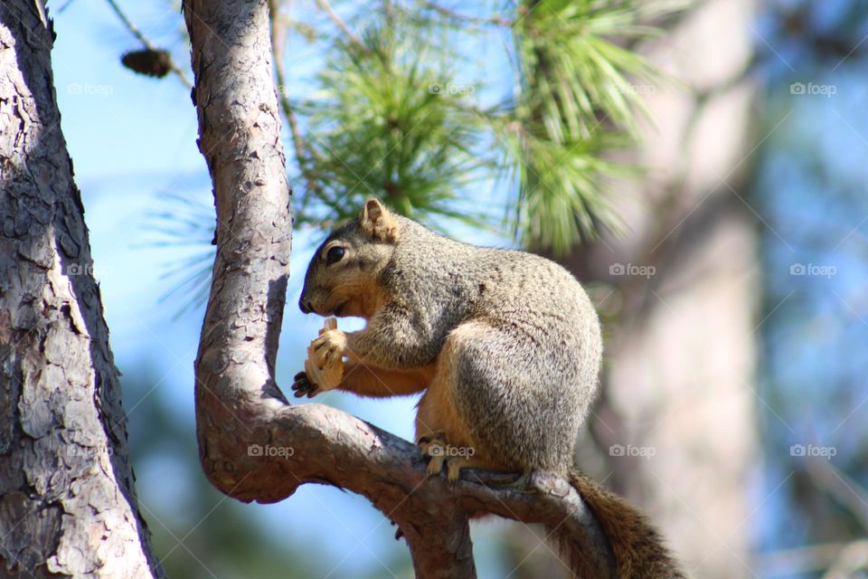 Squirrel eating an acorn in a tree.