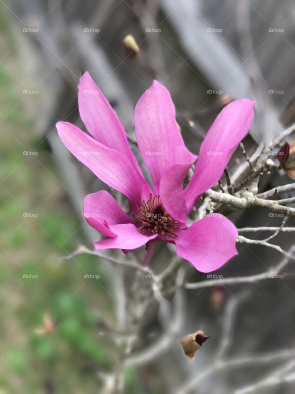Magnolia Bloom in February 