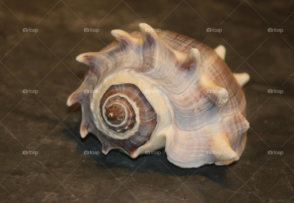 Crown Conch Seashell from Beach