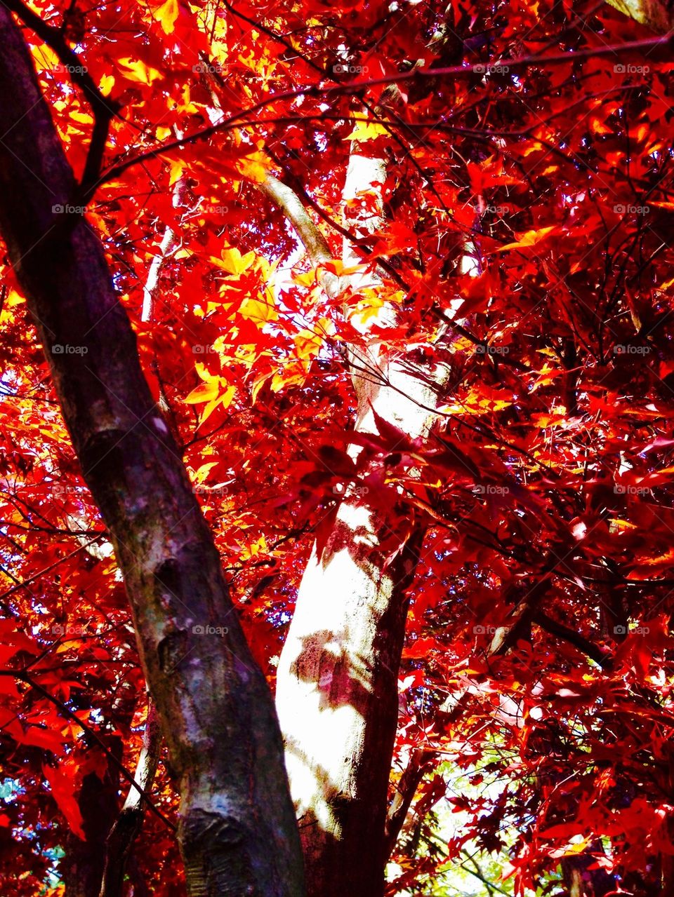 RED JAPANESE MAPLE TREE