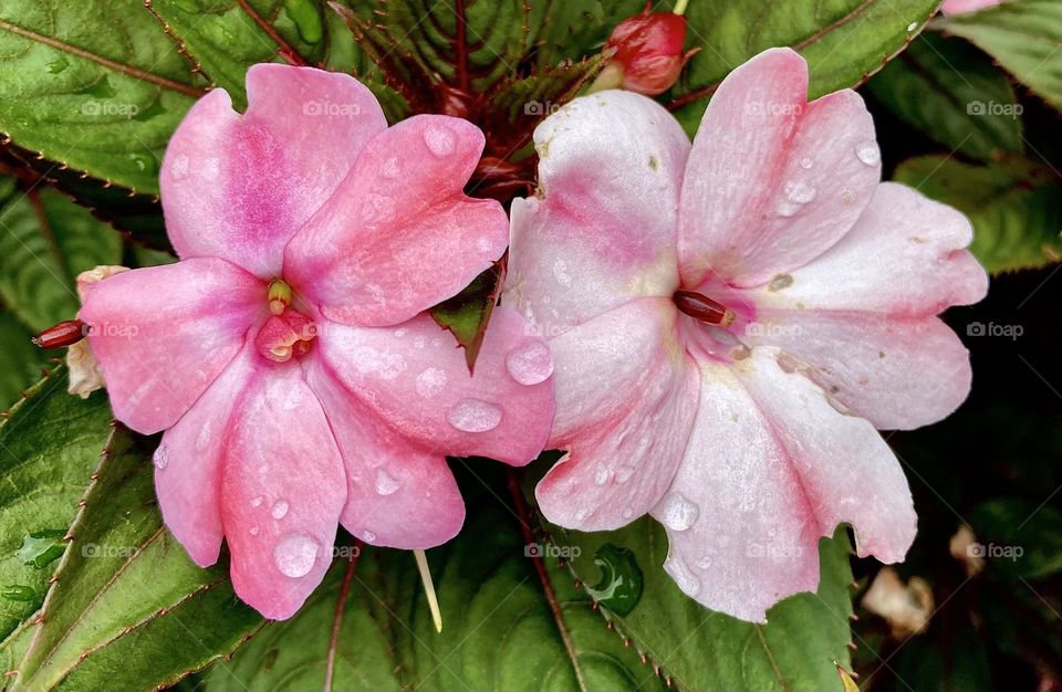 🇺🇸 Hello Brazil!  Long live the beauty of our flowers, so unique and beautiful in our country! / 🇧🇷 Olá Brasil! Viva a beleza das nossas flores, tão únicas e belas em nosso país!