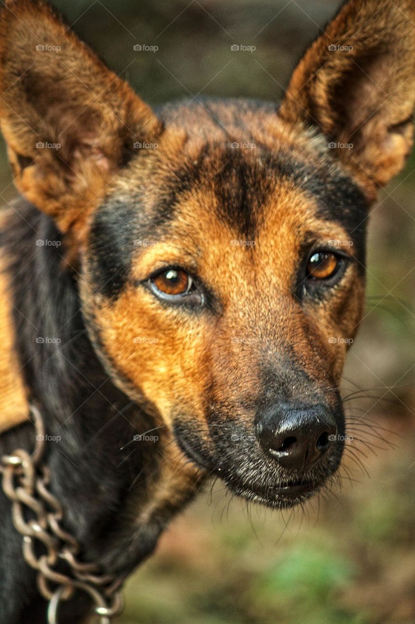 The poor dog 🐕 | Red eyed brownish dog