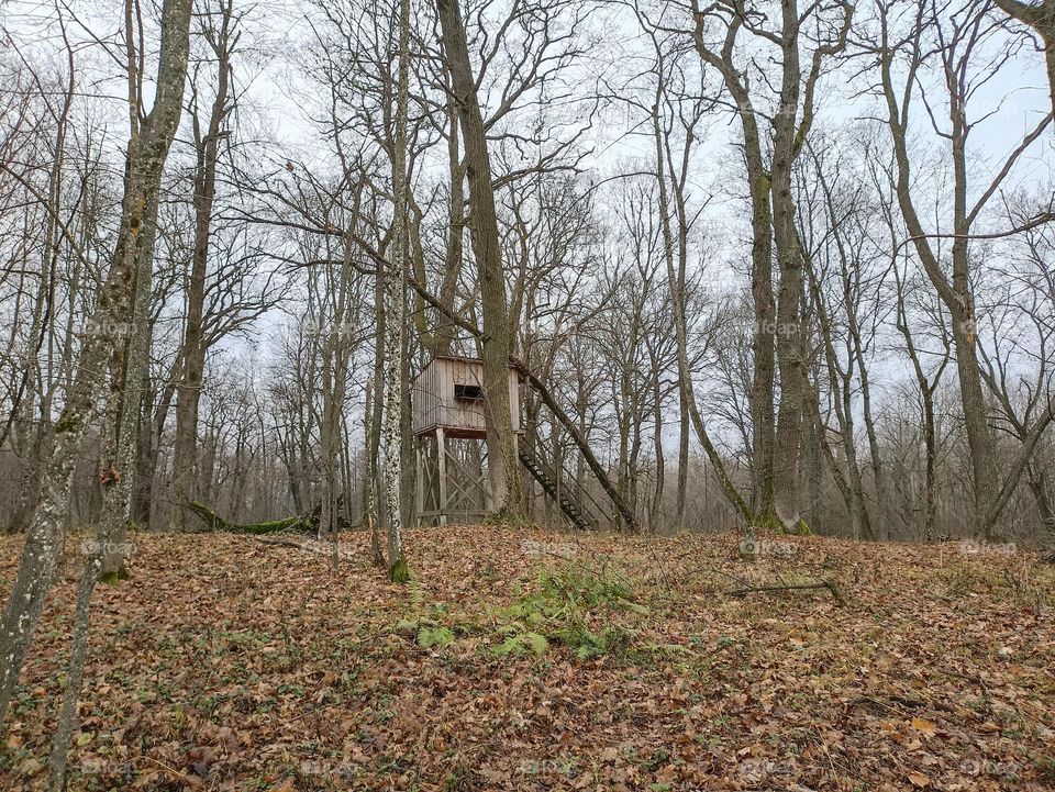 A house in the forest