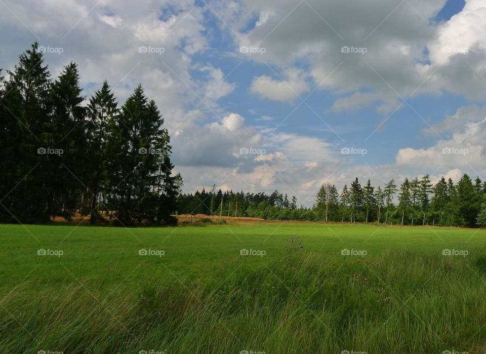 Wald Lichtung. Wiese Grün