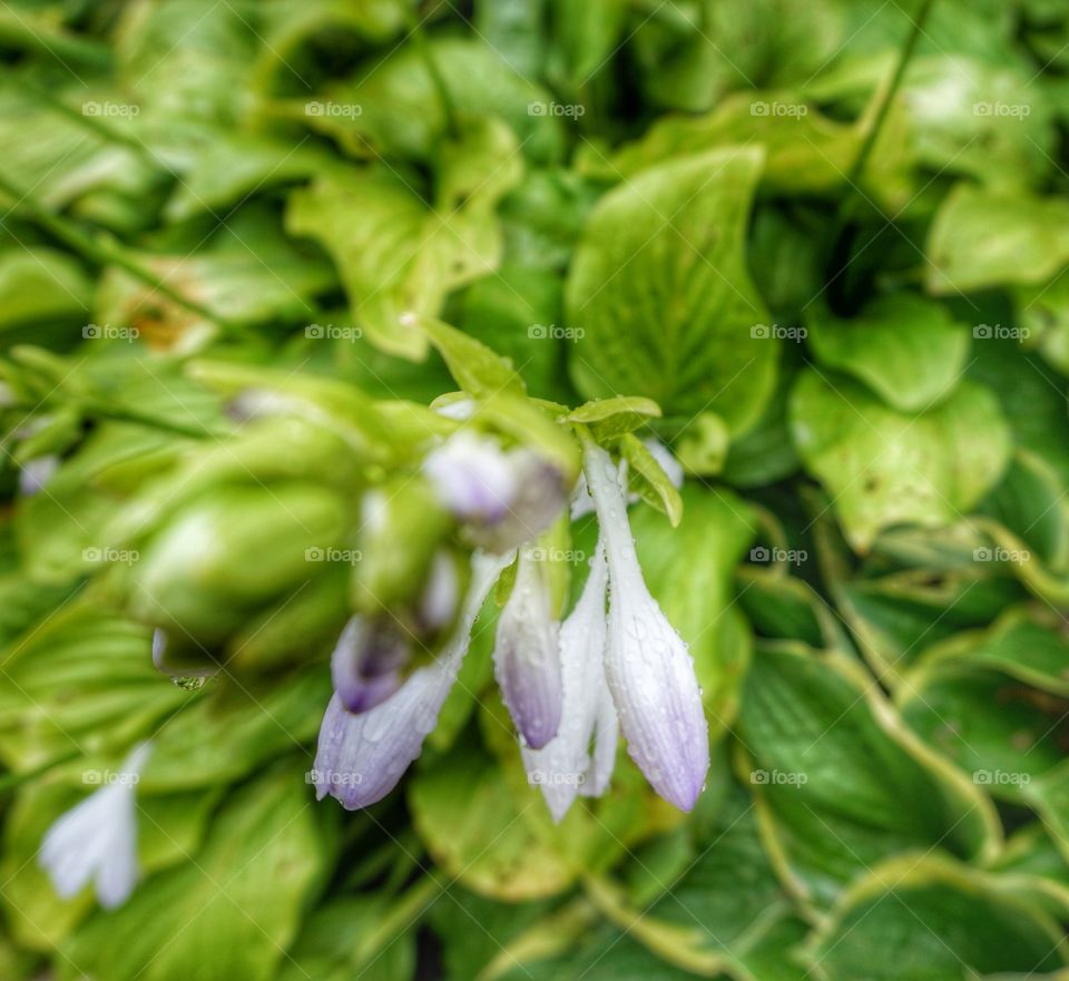 Hosta Plants. After a Light Summer Rain