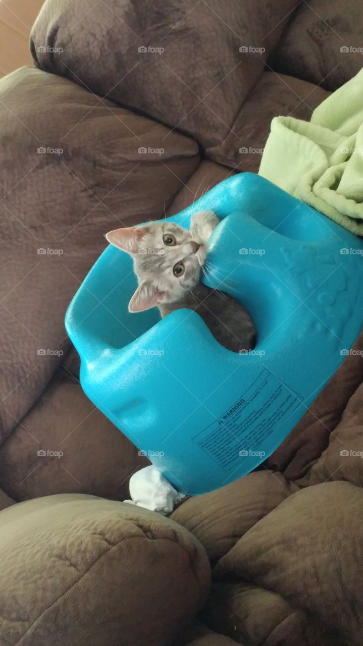 cat in a bumbo