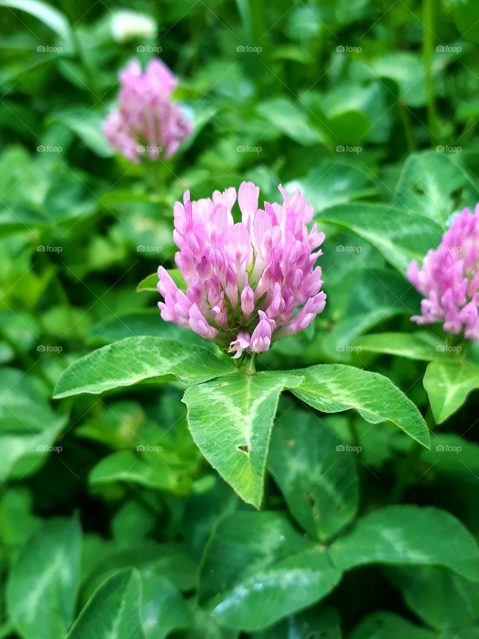 flower of red clover
