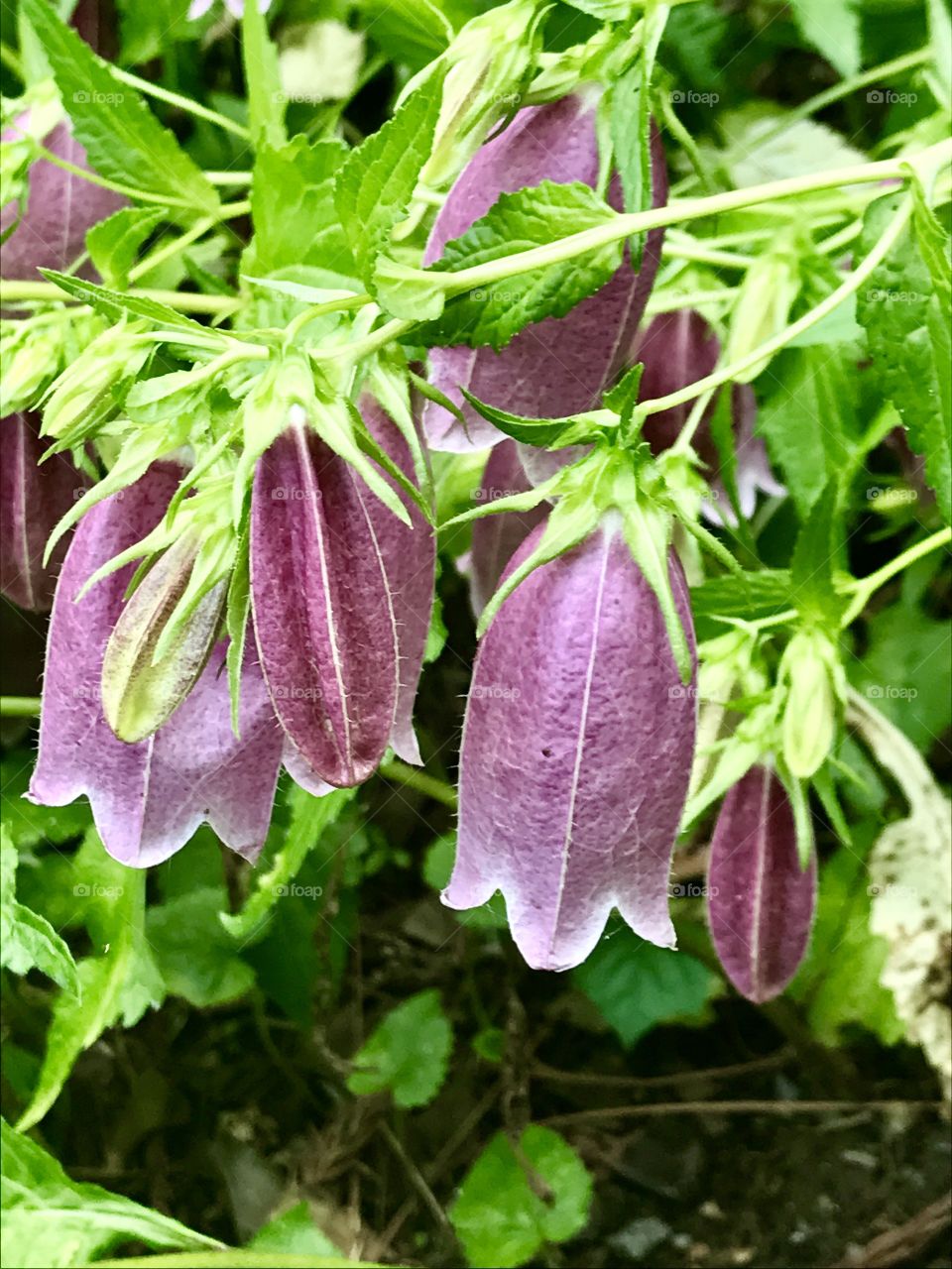 Bell flowers