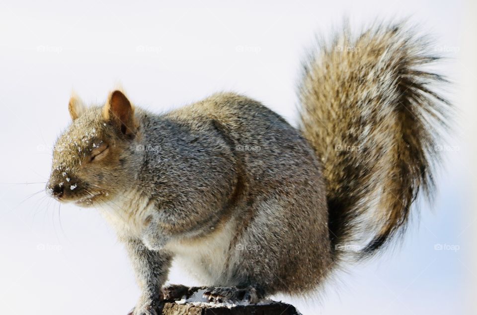 Darling squirrel in winter time! 