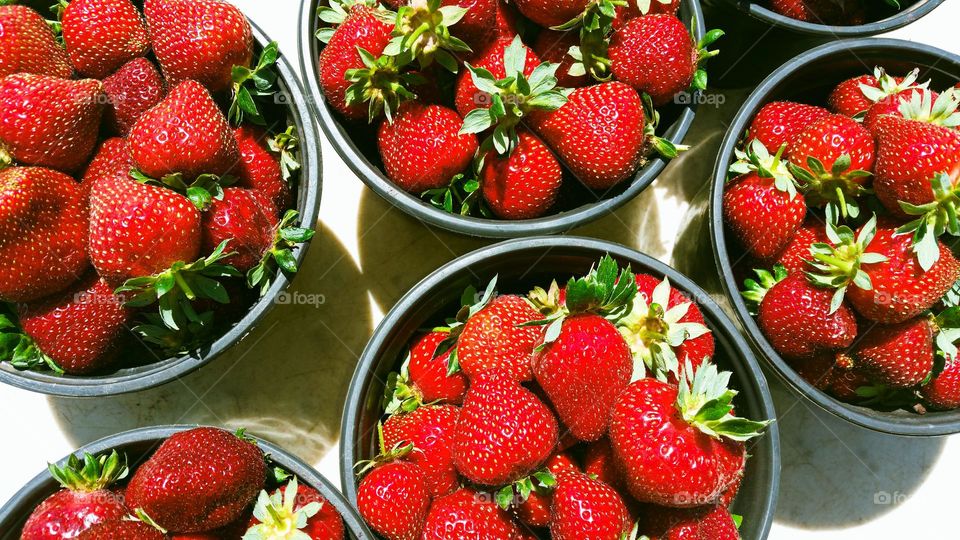 Fresh picked strawberries in buckets on a table from a u-pick it farm, bright red and delicious 