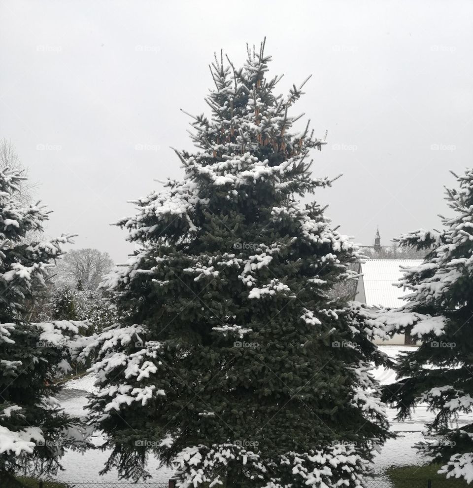 A snowy Christmas tree 📷🌲