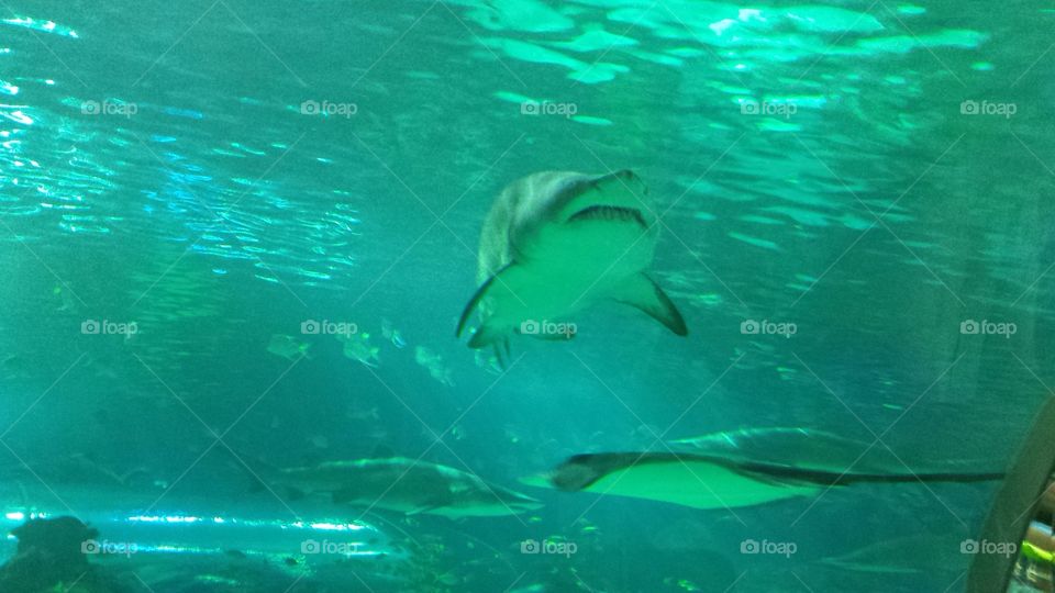 Shark and Ray. Taken at Ripley's Aquarium in Toronto, Ontario.