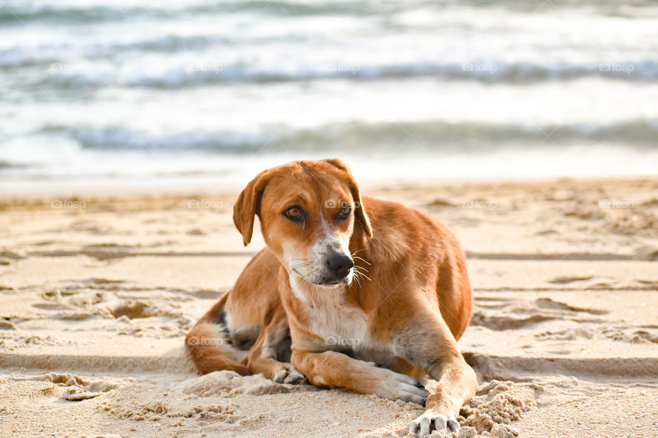 brown dog sitting on the beach