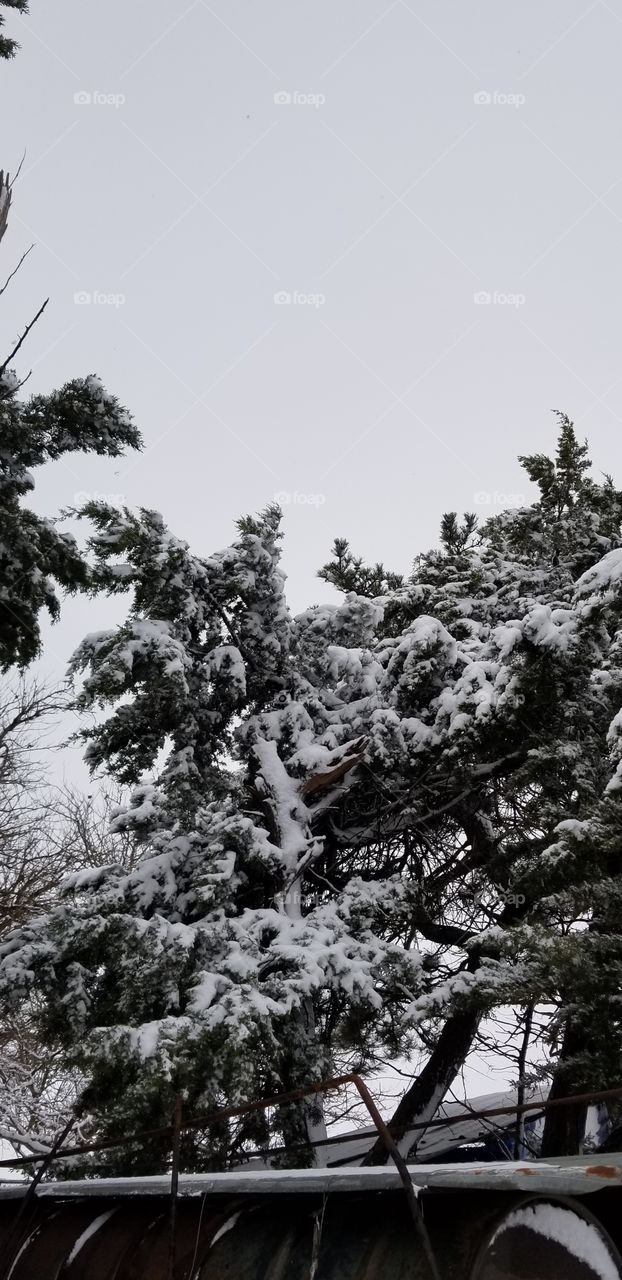 cedar tree in winter snow
