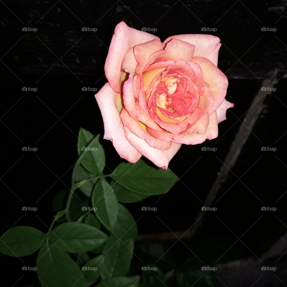 Attractive pink, yellow shaded rose in a dark night