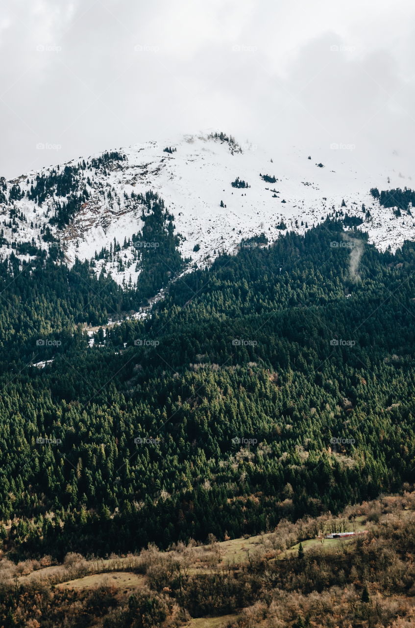 Mountain forest