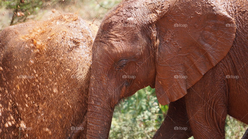 Baby African Elephants Splashing In Mud