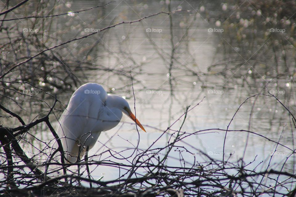 Snowy Egret in Early Morning Light