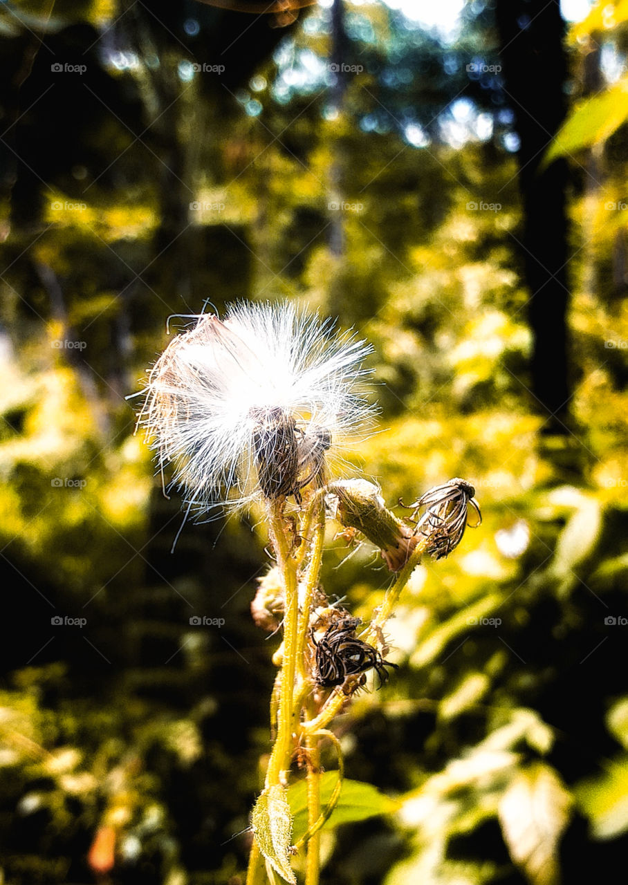 blooming bud flower, amazing environment