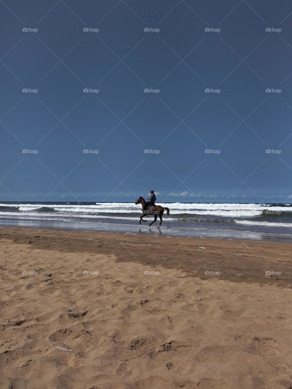 Horse in the beach