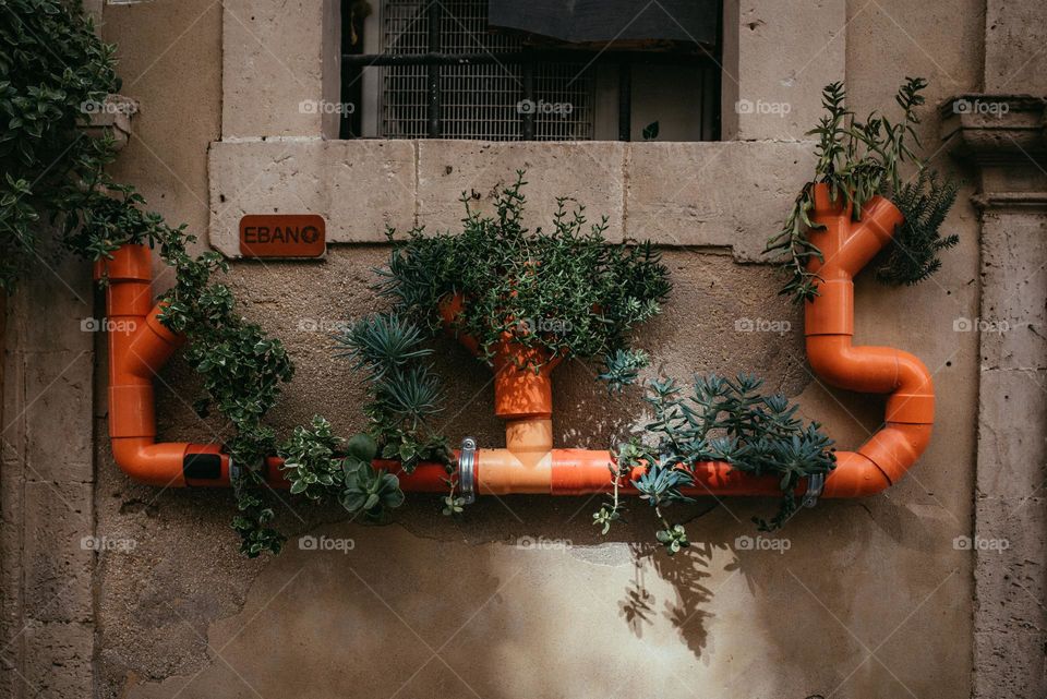 Cluster of urban plants growing on an orange water pipe