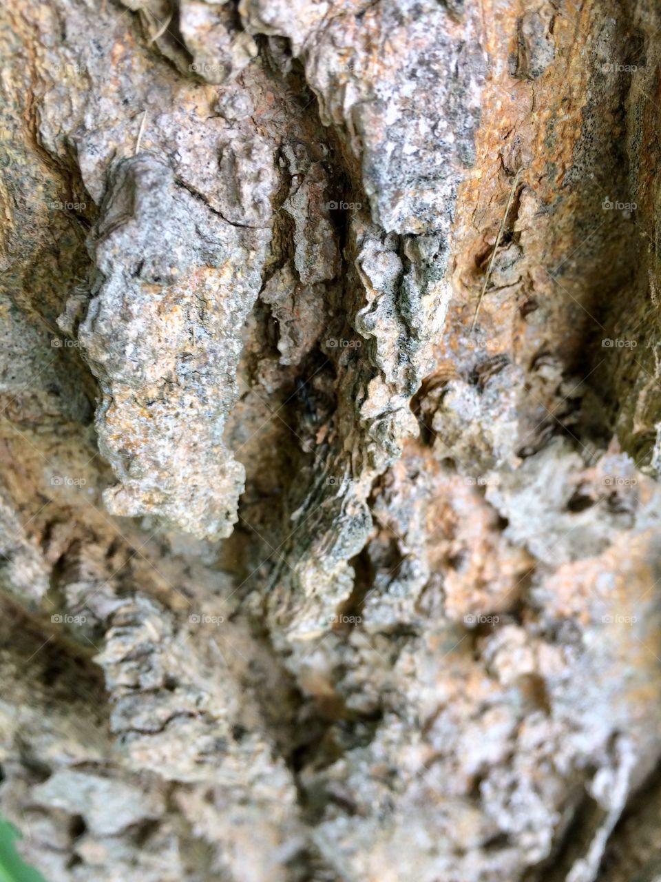 Bark with ants Brown 