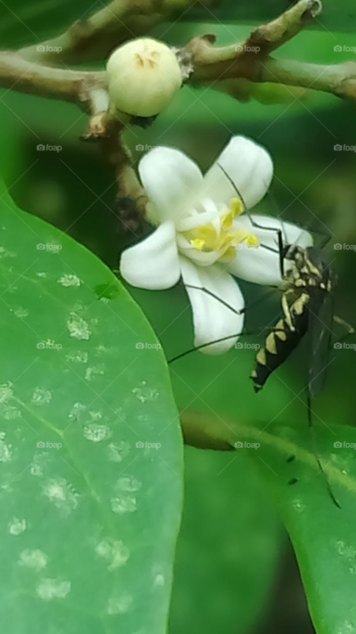 flower and mosquito