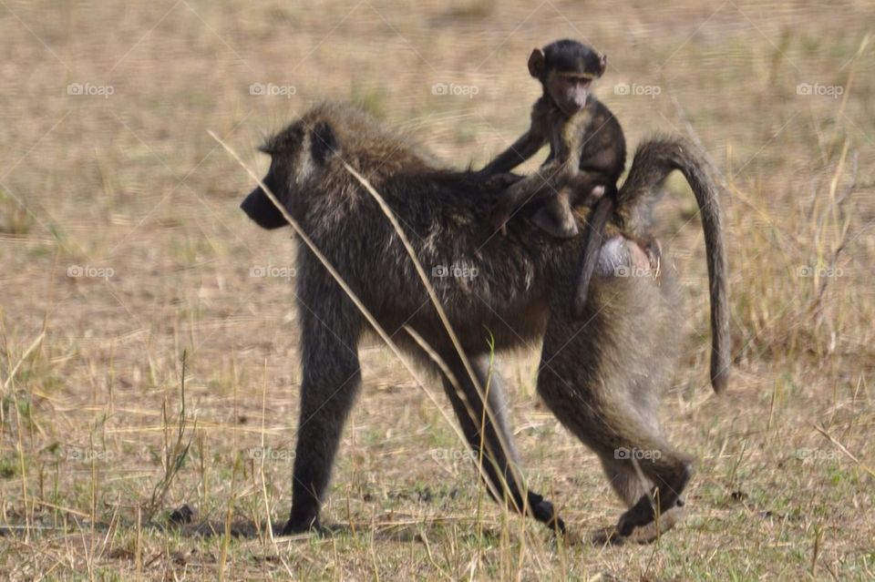 Baby baboon on Mom's back