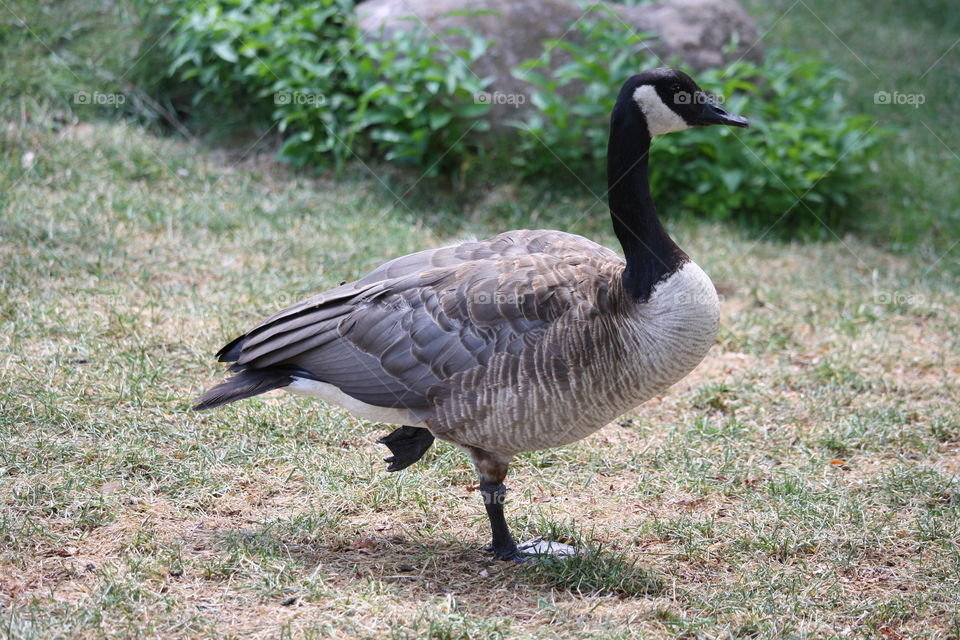 Canadian goose