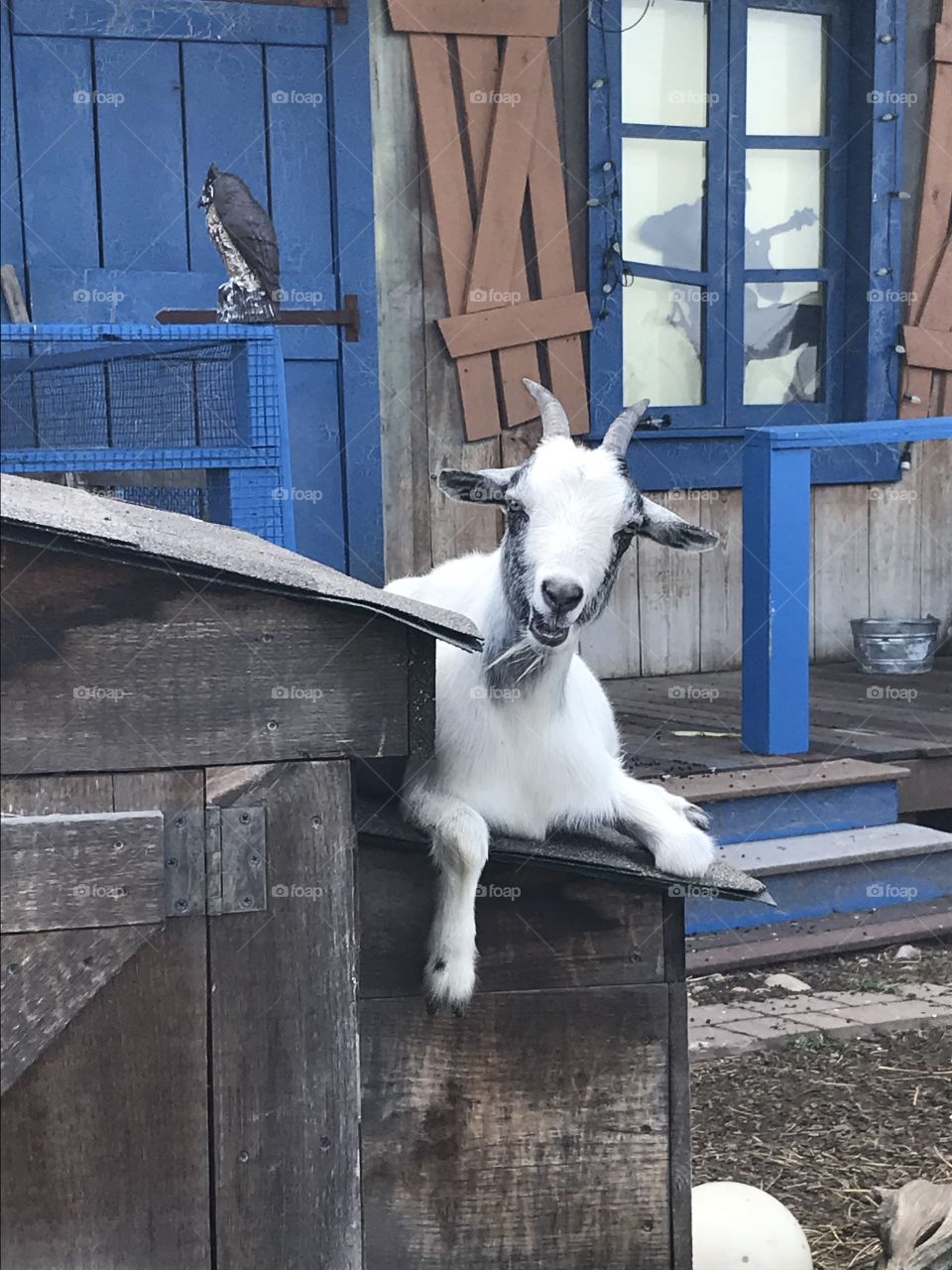 I still love goats 