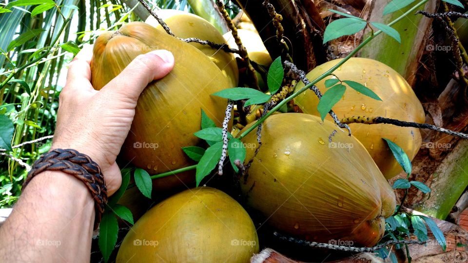 Mão e frutos. Deliciosos côcos amarelos!