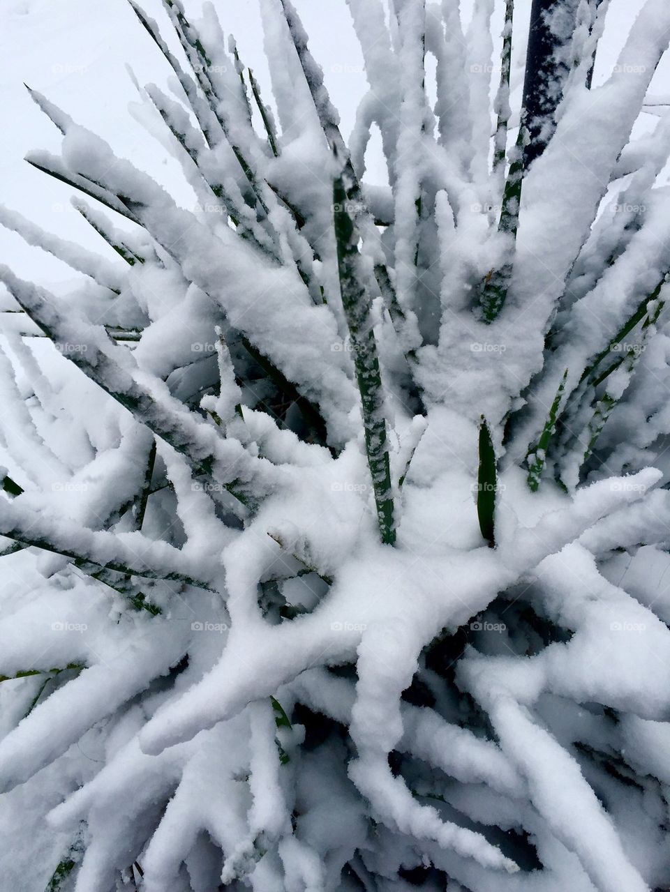 Yucca Snow