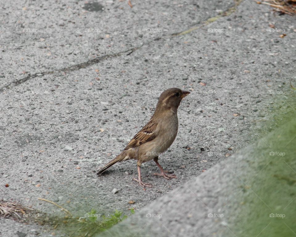Sparrow up close
