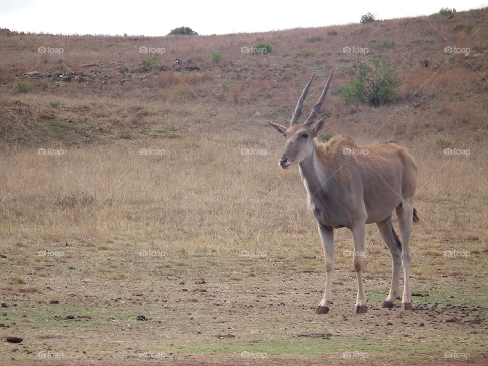 Antelope, Mammal, Safari, Wildlife, Savanna