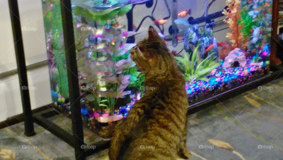 Freddie watching the fish