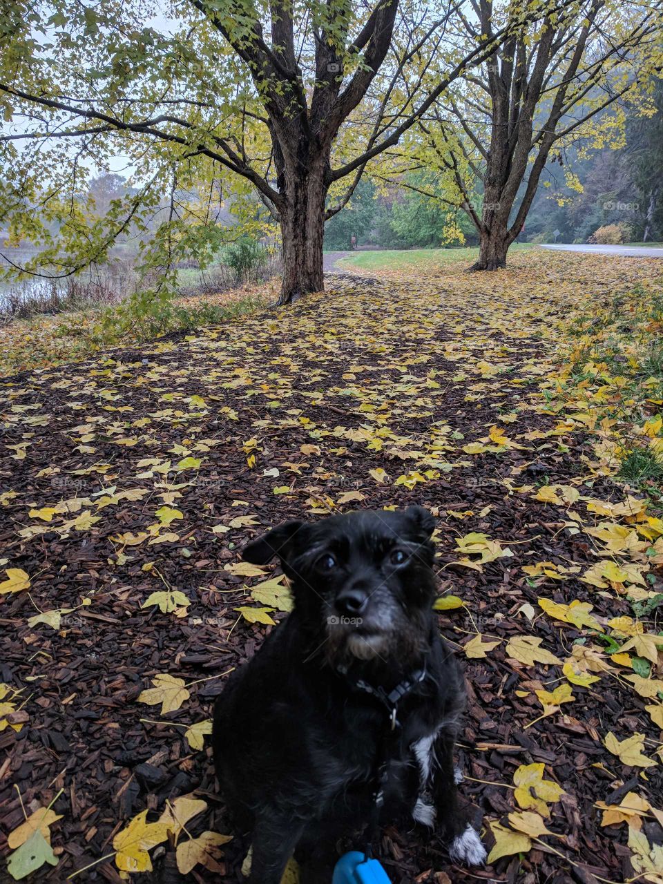 KC enjoying the leaves