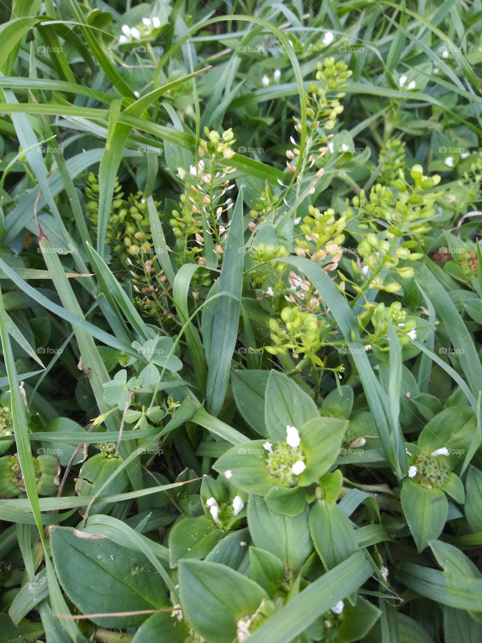 In the grass