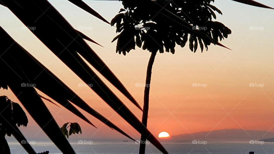 sunset with view of the ocean and palm trees