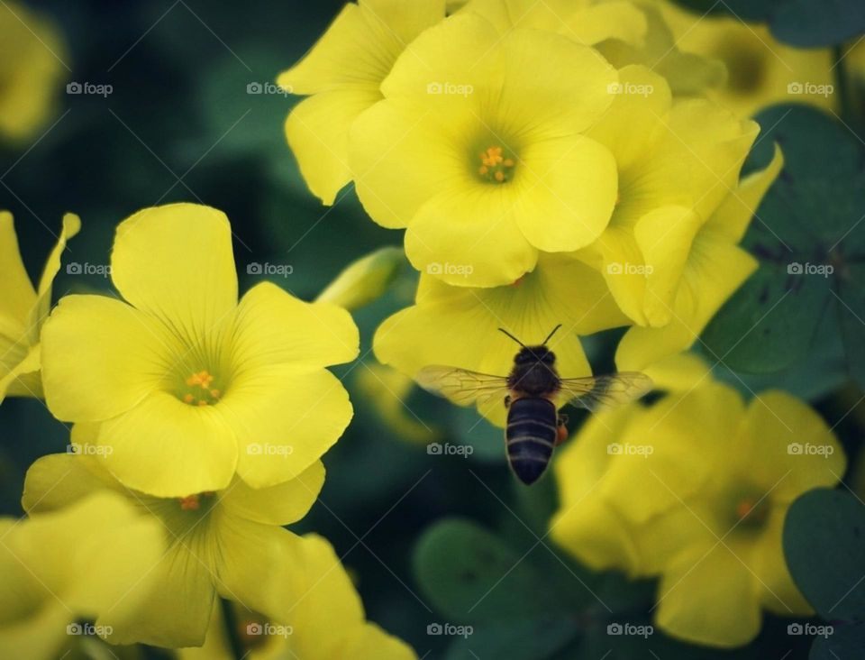 Bee#insect#flowers#color#nature