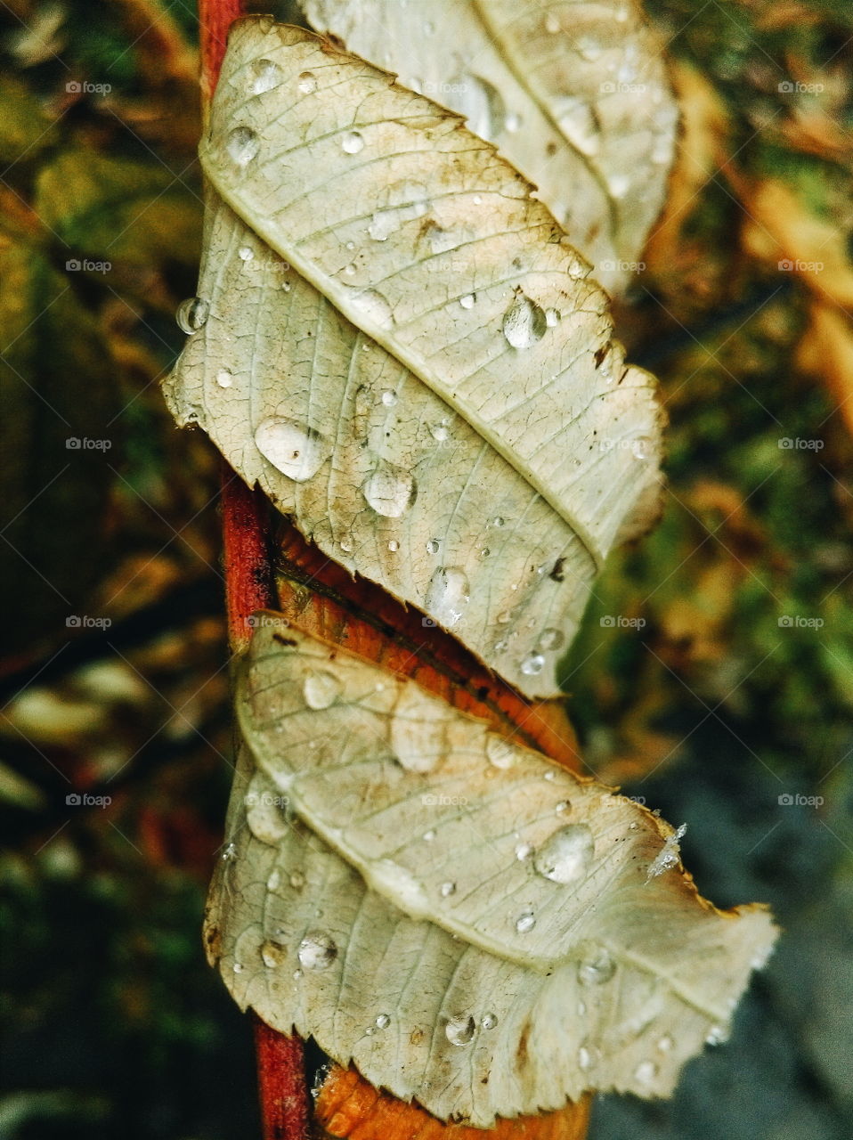 Raindrops on dry leaf