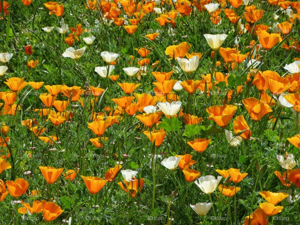 California Poppies In Spring