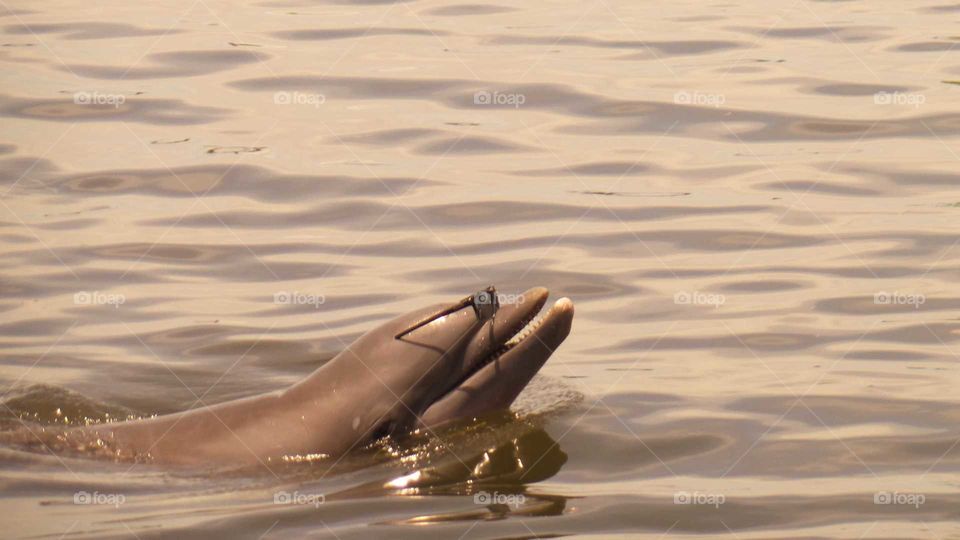 dolphin having fun