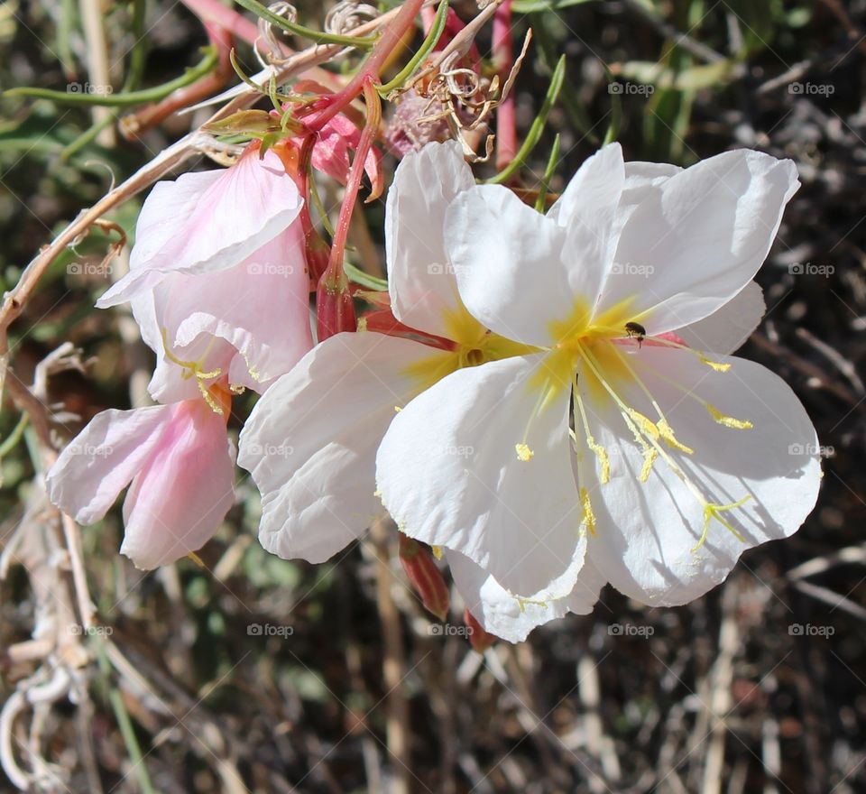 desert bloom