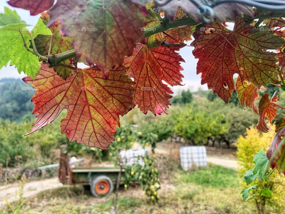 Wine